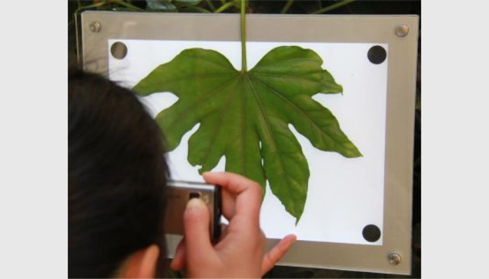 LA-S葉面積分析儀系統(tǒng)(高拍儀款),葉面積儀,葉面積測量儀,葉面積測定儀,便攜式活體葉面積儀
