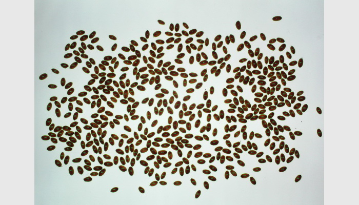 SC-A自動(dòng)考種及千粒重儀,考種儀,自動(dòng)考種儀,自動(dòng)考種分析儀